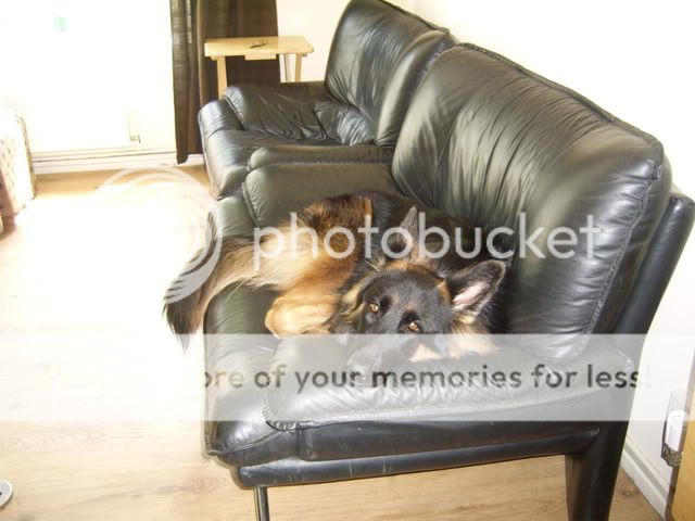 photo146.jpg?t=1270240089