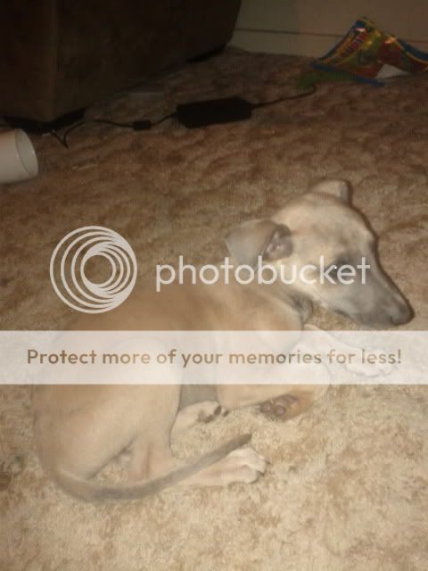 IMG_20111226_213351.jpg