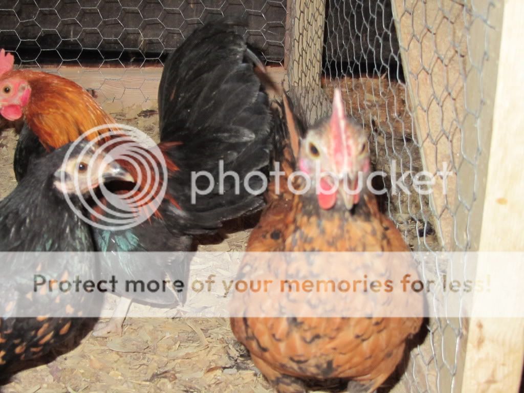 Wheaton OEGB Rooster BackYard Chickens Learn How to Raise Chickens