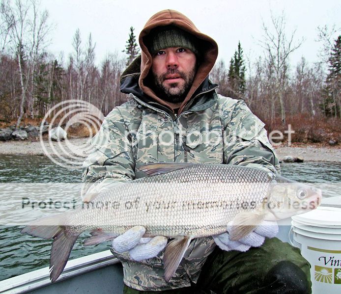 Species of the week Lake Whitefish!