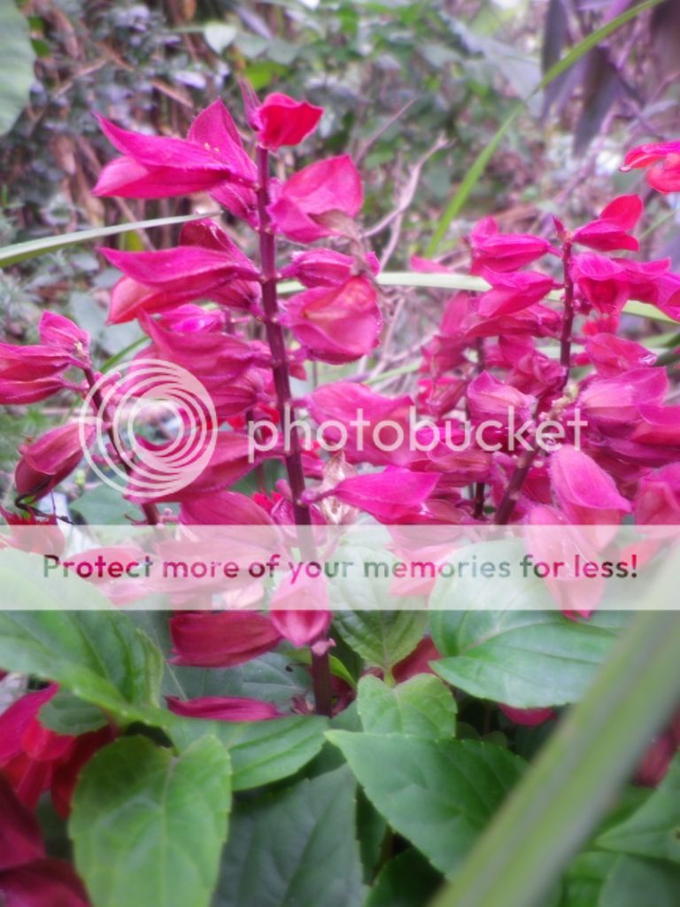 photo 4fc646fa-590f-4a0d-8690-460e80bea14e.jpg