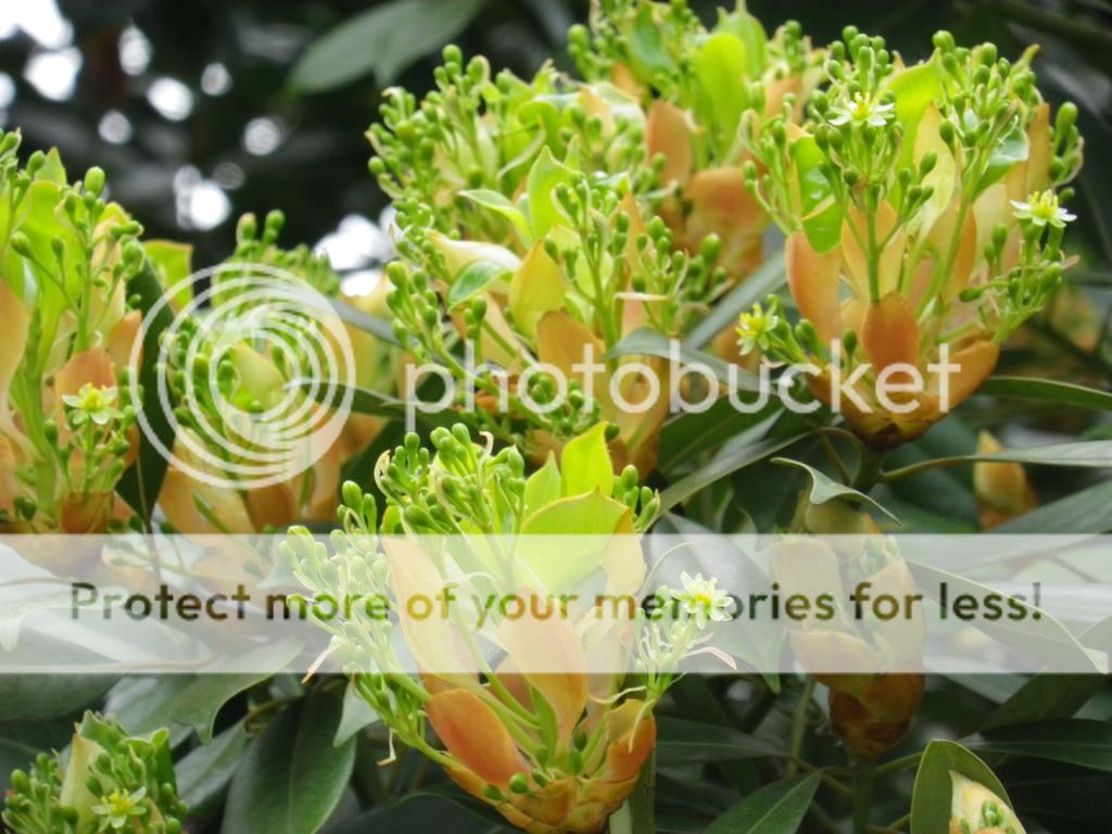 奇特的名树——红楠